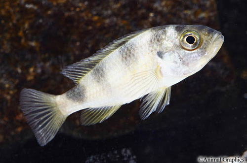 picture of Haplochromis sp. CH44 Cichlid Sml                                                                    Haplochromis sp. var. ch44