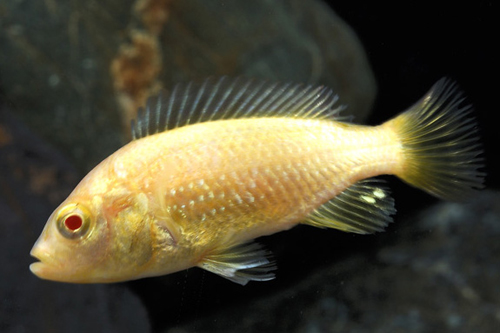 picture of Albino Half Crimson Tide P Nyerei Cichlid Reg                                                        Paralabidochromis sp. 'Albino Half Crimson'