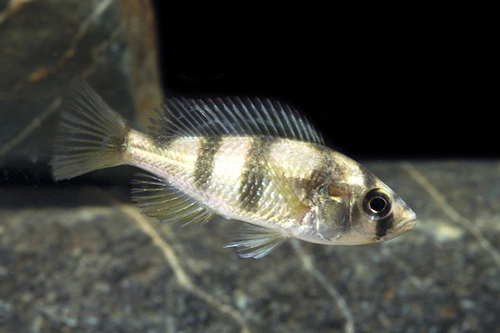 picture of Zebra Obliquidens Cichlid Reg                                                                        Astatotilapia latifasciata var. Lake Kyoga