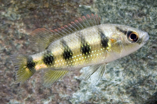 picture of 5-Spot Jewel Cichlid Sml                                                                             Hemichromis elongatus