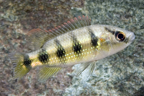 picture of 5-Spot Jewel Cichlid Med                                                                             Hemichromis elongatus