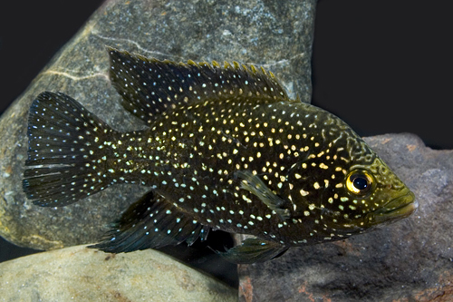 picture of Paratilapia Bleekeri Cichlid Lrg                                                                     Paratilapia bleekeri