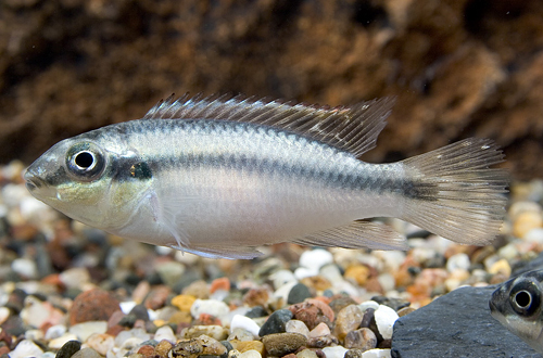 picture of Blue Kribensis Cichlid Reg                                                                           Pelvicachromis pulcher 'Blue'