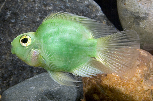 picture of Green Color Parrot Cichlid Reg                                                                       Amphilophus labiatus x Heros severus