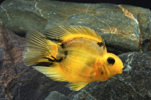 picture of Marble Parrot Cichlid Med                                                                            Amphilophus labiatus x Heros severus