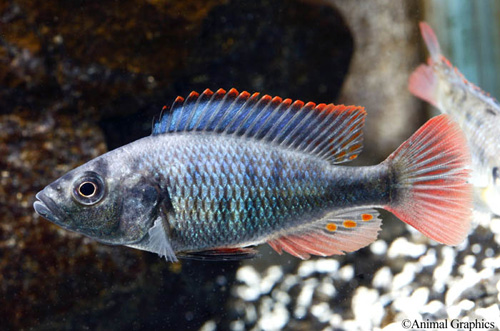 picture of Astatotilapia Nublila Cichlid Reg                                                                    Astatotilapia nubila