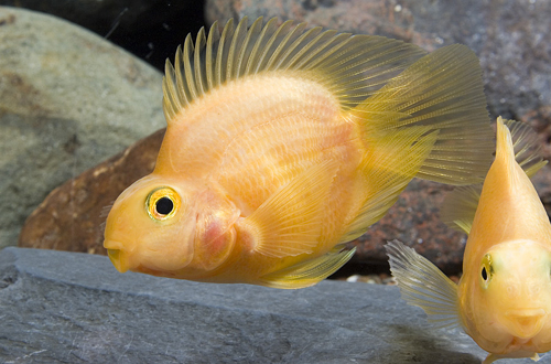 picture of Orange Color Parrot Cichlid Reg                                                                      Amphilophus labiatus x Heros severus