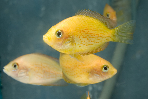 picture of Red Chromide Cichlid Lrg                                                                             Etroplus maculatus