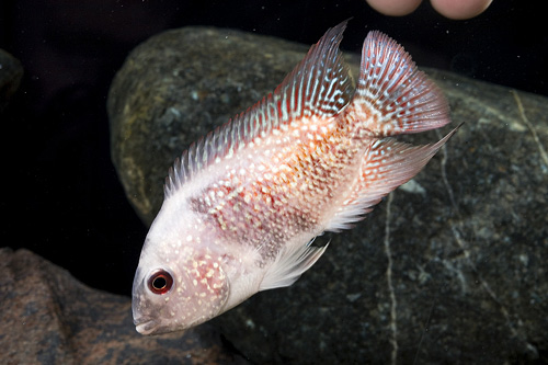 picture of Red Gold Flowerhorn Cichlid Med                                                                      Amphilophus spp. x 'Parrot' hybrid