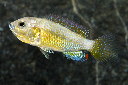 picture of Victorian Mouthbrooder Cichlid Reg                                                                   Pseudocrenilabrus multicolor victoriae