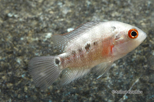 picture of Gold Flowerhorn Cichlid Reg                                                                          Amphilophus spp. x 'Parrot' hybrid