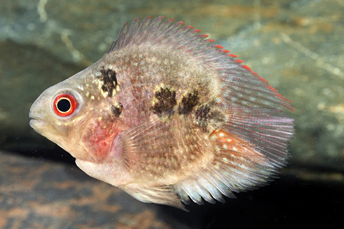 picture of Balloon Pearl Flowerhorn Cichlid Reg                                                                 Amphilophus spp. x 'Parrot' hybrid