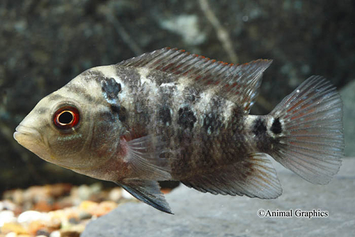 picture of Strawberry Flowerhorn Cichlid Reg                                                                    Amphilophus spp. x 'Parrot' hybrid