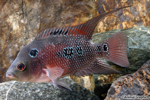 picture of Super Red Dragon Flowerhorn Cichlid Reg                                                              Amphilophus spp. x 'Parrot' hybrid