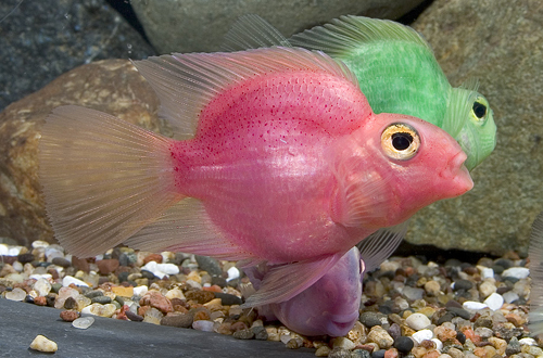 picture of Pink Color Parrot Cichlid Reg                                                                        Amphilophus labiatus x Heros severus