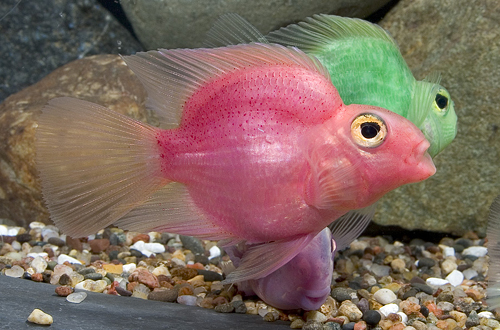 picture of Pink Color Parrot Cichlid Reg                                                                        Amphilophus labiatus x Heros severus