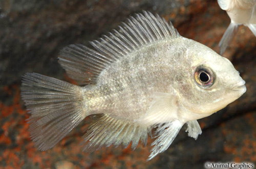 picture of Purple Rose Queen Cichlid Reg                                                                        Amphilophus citronellus x Vieja sp.