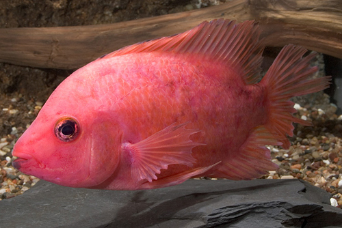 picture of Purple Rose Queen Cichlid Lrg                                                                        Amphilophus citronellus x Vieja sp.