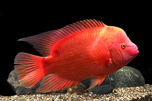 picture of Purple Rose Queen Cichlid Shw                                                                        Amphilophus citronellus x Vieja sp.