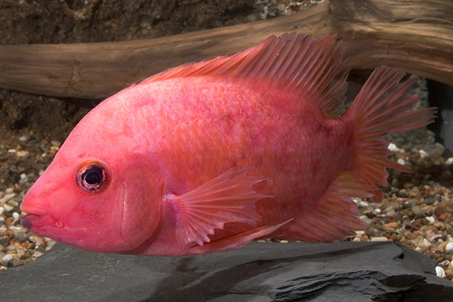 picture of Purple Rose Queen Cichlid Jbo                                                                        Amphilophus citronellus x Vieja sp.