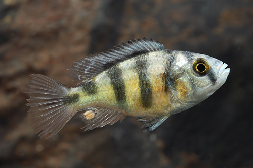 picture of Obliquidens Parrot Cichlid Med                                                                       Haplochromis obliquidens