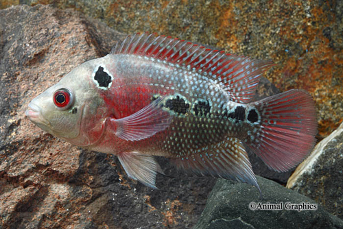 picture of Warrior Flowerhorn Cichlid Med                                                                       Amphilophus spp. x 'Parrot' hybrid