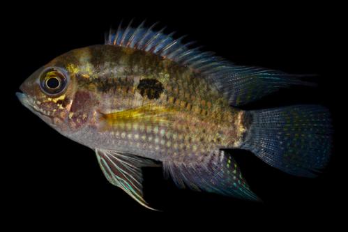 picture of Aequidens Patricki Cichlid Reg                                                                       Aequidens patricki