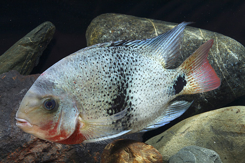 picture of Black Belt Cichlid Xlg                                                                               Paraneetroplus maculicauda 