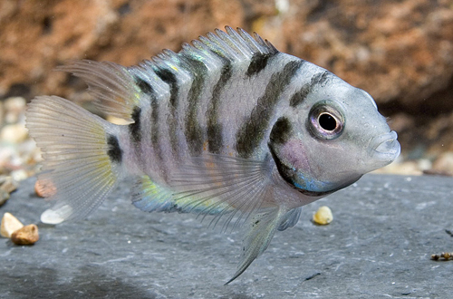 picture of Convict Cichlid Sml                                                                                  Archocentrus nigrofasciatus