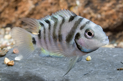 picture of Convict Cichlid Med                                                                                  Archocentrus nigrofasciatus