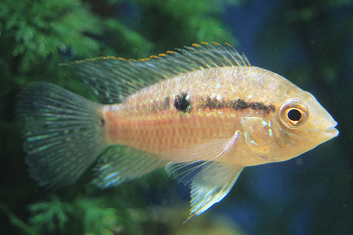 picture of Blue Acara Cichlid Reg                                                                               Aequidens pulcher