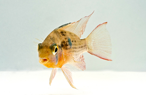 picture of Bolivian Ram Cichlid Lrg                                                                             Mikrogeophagus altispinosa