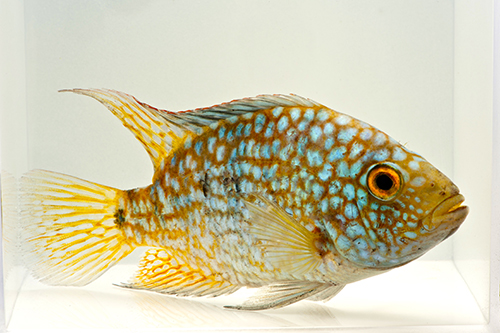 picture of Green Texas/Carpintis Cichlid Reg                                                                    Herichthys carpintis