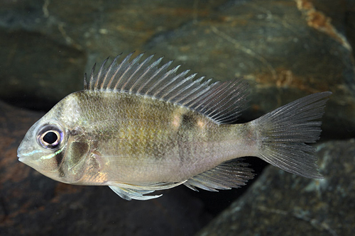 picture of Cupido Cichlid Reg                                                                                   Biotodoma cupido