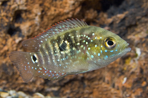 picture of Jack Dempsey Cichlid Sml                                                                             Rocio octofasciata