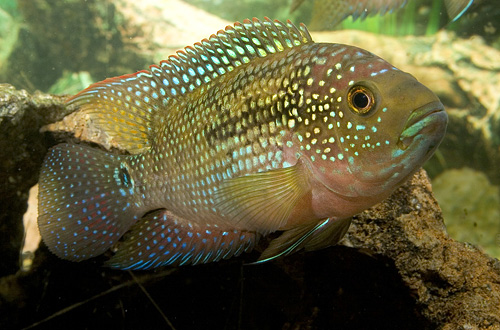 picture of Jack Dempsey Cichlid Xlg                                                                             Rocio octofasciata