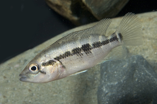 picture of Dovii Cichlid Sml                                                                                    Nandopsis dovii