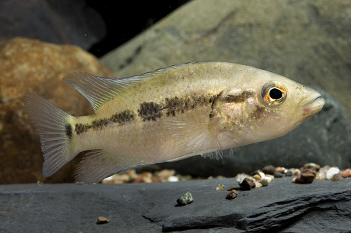 picture of Dovii Cichlid Med                                                                                    Nandopsis dovii