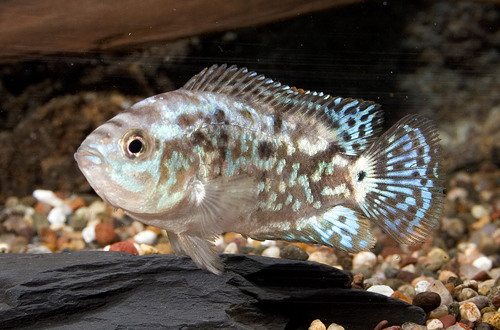 picture of Electric Blue Jack Dempsey Cichlid Sml                                                               Rocio octofasciata 'Blue'