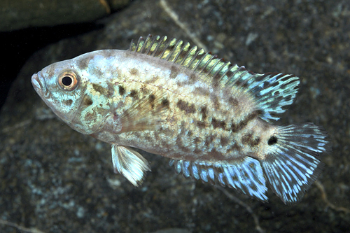 picture of Electric Blue Jack Dempsey Cichlid Reg                                                               Rocio octofasciata 'Blue'