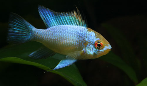 picture of Electric Blue Ram Cichlid Reg                                                                        Microgeophagus ramirezi 'Electric Blue'