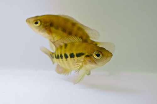 picture of Festae Red Terror Cichlid Reg                                                                        Nandopsis festae