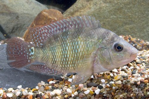 picture of Festae Red Terror Cichlid Med                                                                        Nandopsis festae