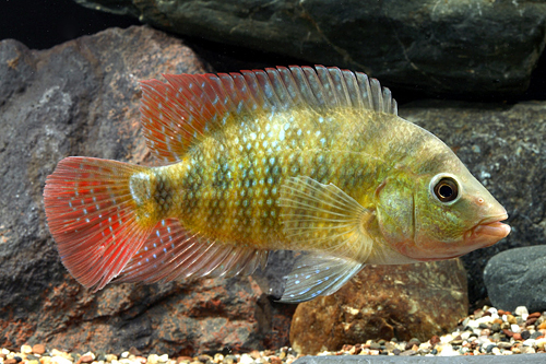 picture of Festae Red Terror Cichlid Shw                                                                        Nandopsis festae