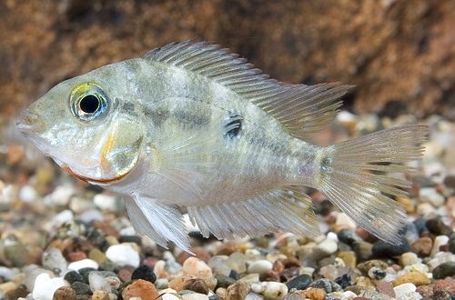 picture of Firemouth Meeki Cichlid Sml                                                                          Thorichthys meeki