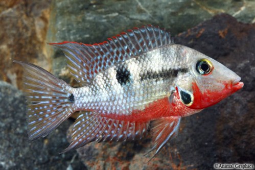 picture of Firemouth Meeki Cichlid M/S                                                                          Thorichthys meeki