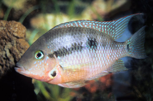 picture of Firemouth Meeki Cichlid Lrg                                                                          Thorichthys meeki