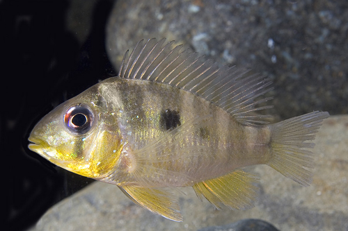 picture of Geophagus Balzanii Cichlid Reg                                                                       Gymnogeophagus balzani