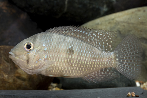 picture of Geophagus Brasiliensis Cichlid Reg                                                                   Geophagus brasiliensis