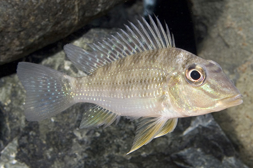 picture of Geophagus Jurupari Cichlid Sml                                                                       Satanoperca jurupari